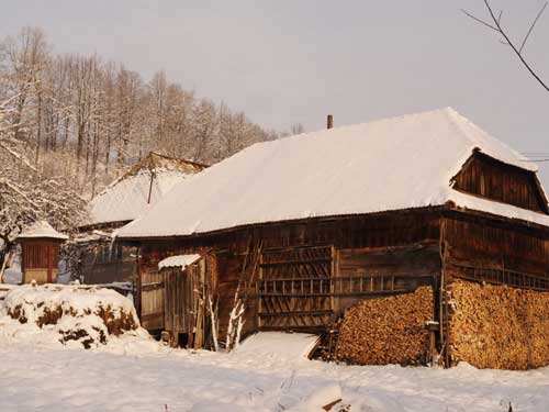 Sura din Berinta (c) L.P. GOJA
